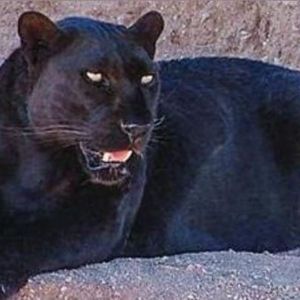 Meet your Posher, Frank